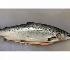 Сёмга свежемороженая 4-5(аквакультура) потрошеная с головой ЧИЛИ 