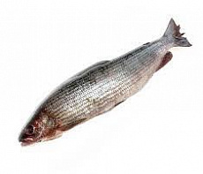 Хариус солёномороженный (контейнер 11-14 кг)