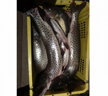 Фото Амурская щука свежемороженая 3-7 кг